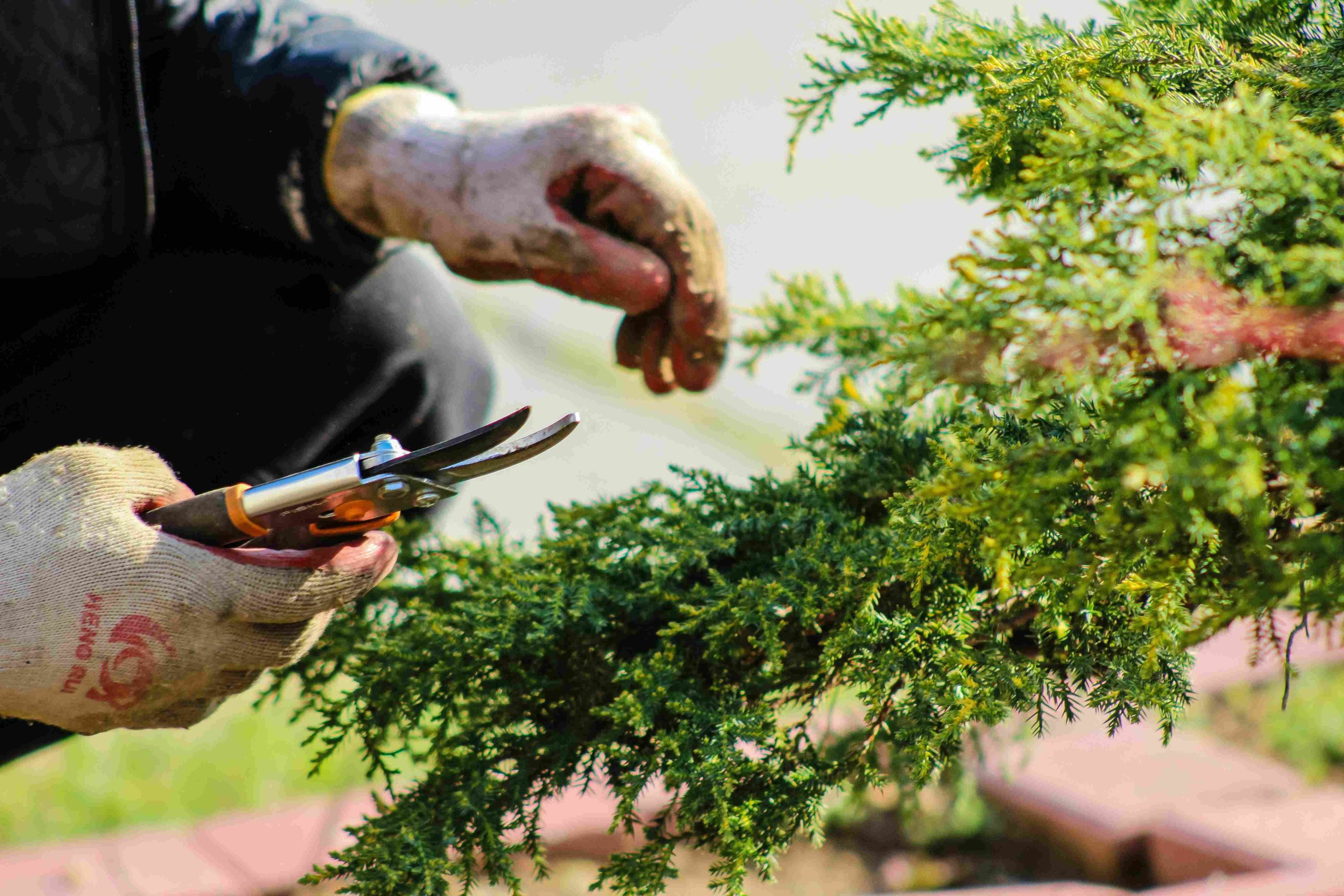 Sävedalen´s främsta Nyplantering