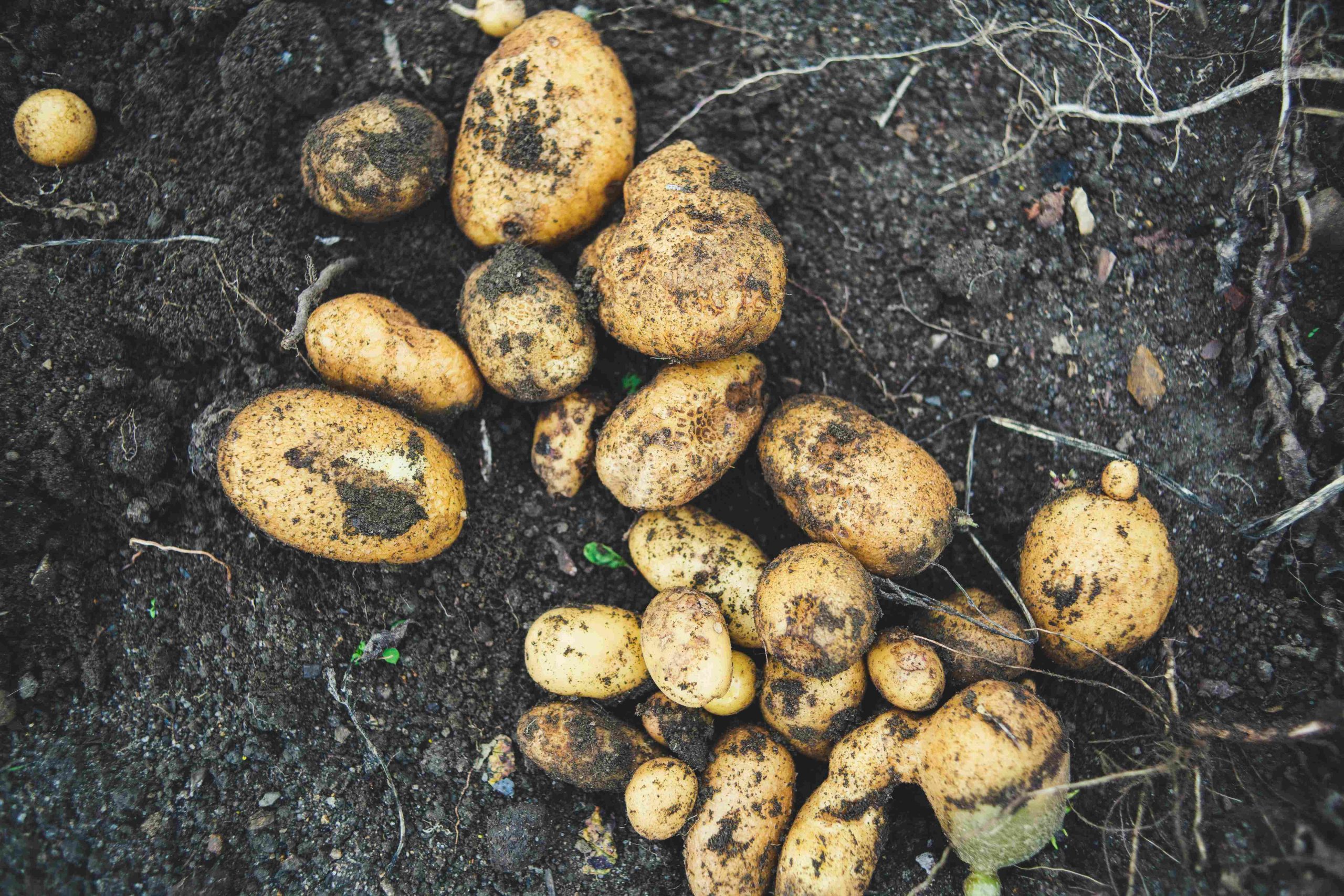 Din lokala potatisodling i Långholmen för Höststädning